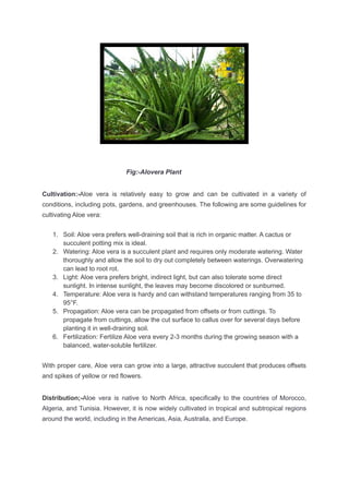 Fig:-Alovera Plant
Cultivation:-Aloe vera is relatively easy to grow and can be cultivated in a variety of
conditions, including pots, gardens, and greenhouses. The following are some guidelines for
cultivating Aloe vera:
1. Soil: Aloe vera prefers well-draining soil that is rich in organic matter. A cactus or
succulent potting mix is ideal.
2. Watering: Aloe vera is a succulent plant and requires only moderate watering. Water
thoroughly and allow the soil to dry out completely between waterings. Overwatering
can lead to root rot.
3. Light: Aloe vera prefers bright, indirect light, but can also tolerate some direct
sunlight. In intense sunlight, the leaves may become discolored or sunburned.
4. Temperature: Aloe vera is hardy and can withstand temperatures ranging from 35 to
95°F.
5. Propagation: Aloe vera can be propagated from offsets or from cuttings. To
propagate from cuttings, allow the cut surface to callus over for several days before
planting it in well-draining soil.
6. Fertilization: Fertilize Aloe vera every 2-3 months during the growing season with a
balanced, water-soluble fertilizer.
With proper care, Aloe vera can grow into a large, attractive succulent that produces offsets
and spikes of yellow or red flowers.
Distribution;-Aloe vera is native to North Africa, specifically to the countries of Morocco,
Algeria, and Tunisia. However, it is now widely cultivated in tropical and subtropical regions
around the world, including in the Americas, Asia, Australia, and Europe.
 