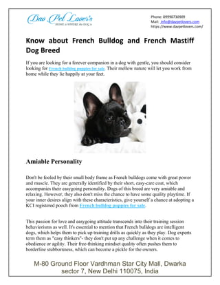 M-80 Ground Floor Vardhman Star City Mall, Dwarka
sector 7, New Delhi 110075, India
Phone: 09990730909
Mail: info@davpetlovers.com
https://www.davpetlovers.com/
Know about French Bulldog and French Mastiff
Dog Breed
If you are looking for a forever companion in a dog with gentle, you should consider
looking for French bulldog puppies for sale. Their mellow nature will let you work from
home while they lie happily at your feet.
Amiable Personality
Don't be fooled by their small body frame as French bulldogs come with great power
and muscle. They are generally identified by their short, easy-care coat, which
accompanies their easygoing personality. Dogs of this breed are very amiable and
relaxing. However, they also don't miss the chance to have some quality playtime. If
your inner desires align with these characteristics, give yourself a chance at adopting a
KCI registered pooch from French bulldog puppies for sale.
This passion for love and easygoing attitude transcends into their training session
behaviorisms as well. It's essential to mention that French bulldogs are intelligent
dogs, which helps them to pick up training drills as quickly as they play. Dog experts
term them as "easy thinkers"- they don't put up any challenge when it comes to
obedience or agility. Their free-thinking mindset quality often pushes them to
borderline stubbornness, which can become a pickle for the owners.
 