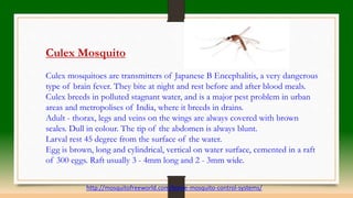 Know about mosquito PPT - Know About Mosquito 7 320 