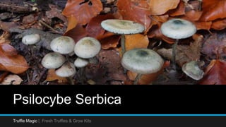 Psilocybe Serbica
Truffle Magic | Fresh Truffles & Grow Kits
 