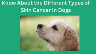 Know About the Different Types of
Skin Cancer in Dogs
 