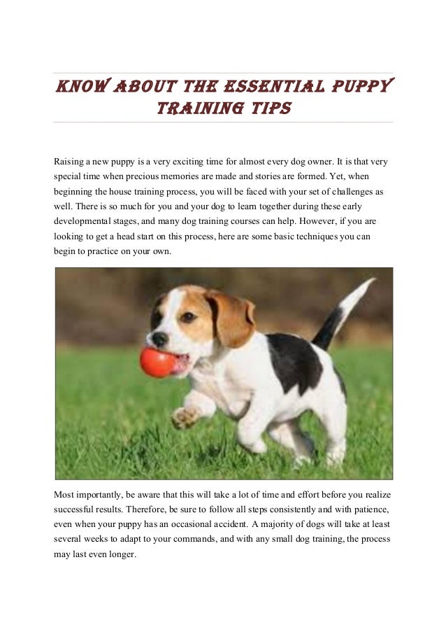 new puppy training guide