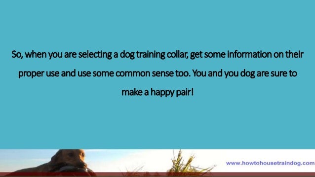 Good Boy Professional Dog Training Good Boy Professional Dog Training