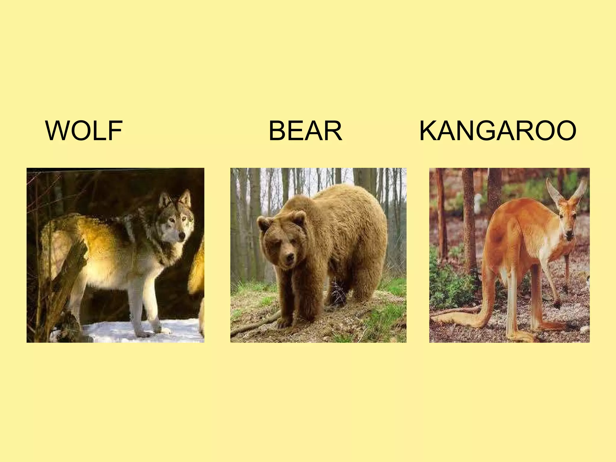 Know Domestic And Wild Animals PPT Know Domestic And Wild Animals PPT