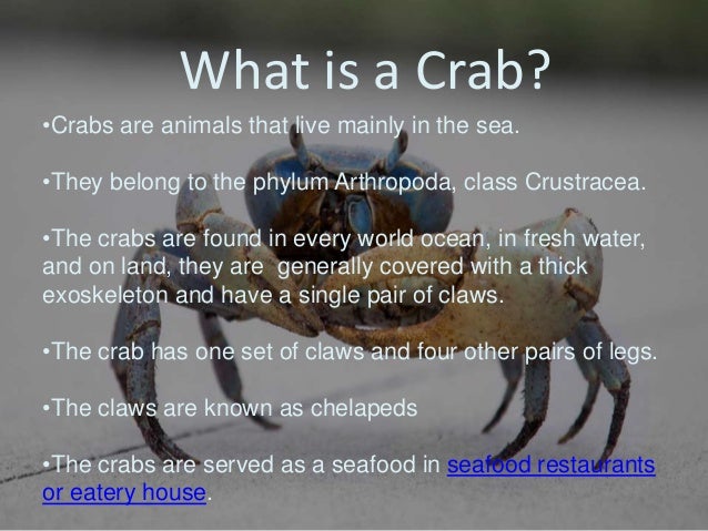 know-everything-about-crabs