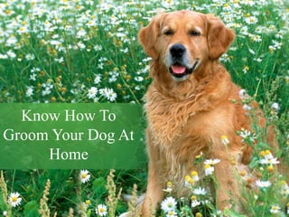 Know How To
Groom Your Dog At
Home
 