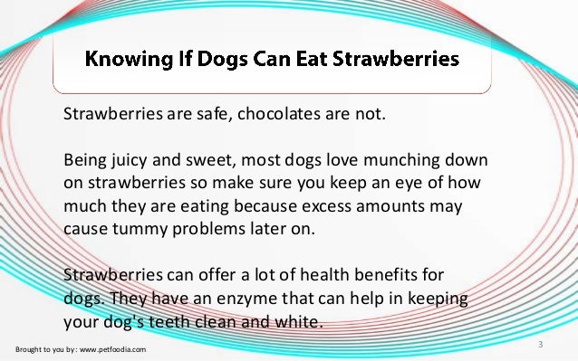 can dogs eat strawberries