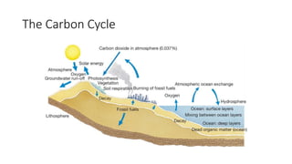 The Carbon Cycle
 