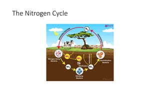 The Nitrogen Cycle
 