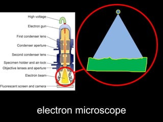 electron microscope
 