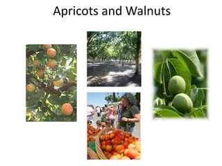 Apricots and Walnuts
 