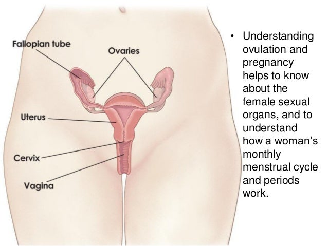 What Happens If You Get Pregnant On Your Period 33