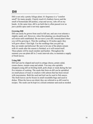 Dill
Dill is not only a pretty foliage plant; it's fragrance is a "comfort
smell" for many people. I barely touch it's feathery leaves and the
smell of homemade dill pickles, crisp and savory, rubs off on my
hands. At the same time, dill is an herb that is often passed over as
just a pickle spice and is not truly appreciated.

Growing Dill
Dill can easily be grown from seed in full sun, and can even tolerate a
slightly sandy soil. However, when first planting you should keep the
soil moist until established. Do not move your dill; instead plant where
you will be growing it. Thin the seedlings to 10 inches apart; they
will grow about 3 feet high. Use the seedlings that you pull up;
they are tender and delicious! Be sure to let one of the plants remain
with it's seeds after the season is finished, so it will reseed itself.
These plants will be much sturdier and hardier. Throughout the
summer you can plant dill in 2 week intervals also, to maintain a supply
of fresh leaves.

Using Dill
Dill leaf can be clipped and used in cottage cheese, potato salad,
cream cheese, tomato soup and salads. You may also sprinkle
chopped young dill on broiling lamb, pork chops or steak during the last
five minutes of cooking. The seeds that form on dill can be sprinkled
on small pieces of toast or crackers with salmon that has been mixed
with mayonnaise. Both the seed and leaf can be used in fish sauces.
The fresh leaves can be frozen in small resealable bags and used in
dishes. When the leaves are dried, they are referred to as dill weed in
recipes. The seeds can be kept in a closed container and used as needed.




Dill                                                                       14
 