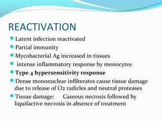 REACTIVATION
Latent infection reactivated
Partial immunity
Mycobacterial Ag increased in tissues
 intense inflammatory response by monocytes
Type 4 hypersensitivity response
Dense mononuclear infilterates cause tissue damage
due to release of O2 radicles and neutral proteases
Tissue damage: Caseous necrosis followed by
liquifactive necrosis in absence of treatment
 