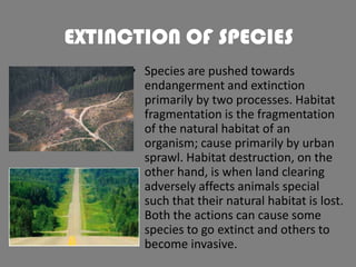 EXTINCTION OF SPECIES
• Species are pushed towards
endangerment and extinction
primarily by two processes. Habitat
fragmentation is the fragmentation
of the natural habitat of an
organism; cause primarily by urban
sprawl. Habitat destruction, on the
other hand, is when land clearing
adversely affects animals special
such that their natural habitat is lost.
Both the actions can cause some
species to go extinct and others to
become invasive.

 