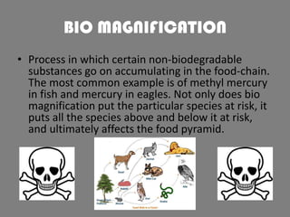BIO MAGNIFICATION
• Process in which certain non-biodegradable
substances go on accumulating in the food-chain.
The most common example is of methyl mercury
in fish and mercury in eagles. Not only does bio
magnification put the particular species at risk, it
puts all the species above and below it at risk,
and ultimately affects the food pyramid.

 