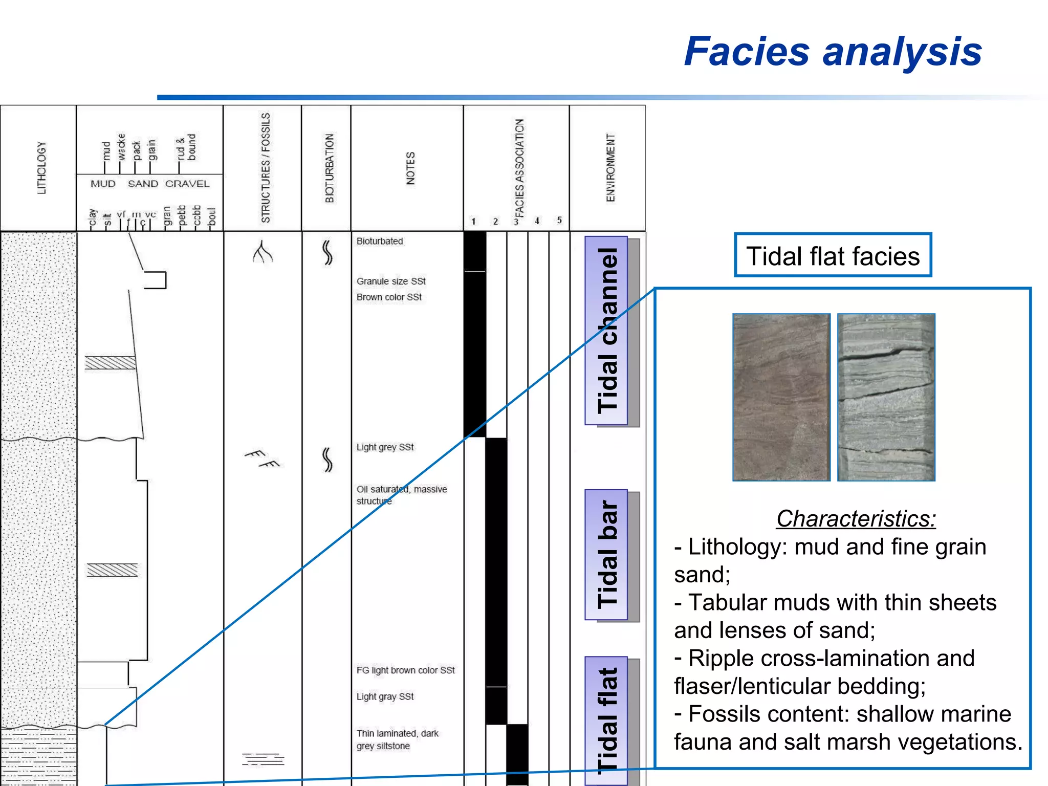 Facies analysis Tidal channel Tidal bar Tidal flat Tidal flat facies Characteristics: - Lithology: mud and fine grain sand; - Tabular muds with thin sheets and lenses of sand; Ripple cross-lamination and flaser/lenticular bedding; Fossils content: shallow marine fauna and salt marsh vegetations. 