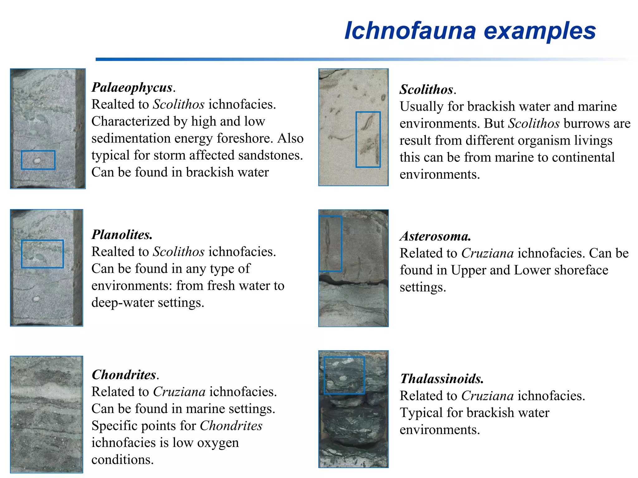 Ichnofauna examples Palaeophycus . Realted to  Scolithos  ichnofacies. Characterized by high and low sedimentation energy foreshore. Also typical for storm affected sandstones. Can be found in brackish water Planolites. Realted to  Scolithos  ichnofacies. Can be found in any type of environments: from fresh water to deep-water settings.   Chondrites . Related to  Cruziana  ichnofacies. Can be found in marine settings. Specific points for  Chondrites  ichnofacies is low oxygen conditions.   Scolithos . Usually for brackish water and marine environments. But  Scolithos  burrows are result from different organism livings this can be from marine to continental environments. Asterosoma. Related to  Cruziana  ichnofacies. Can be found in Upper and Lower shoreface settings. Thalassinoids. Related to  Cruziana  ichnofacies. Typical for brackish water environments. 