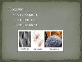 Koштана ћелија Никола Тадић