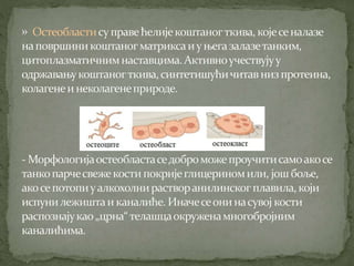 Koштана ћелија Никола Тадић