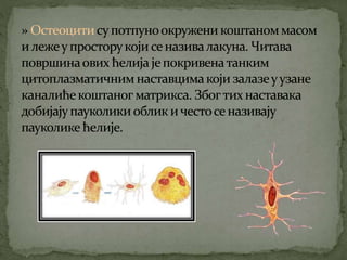 Koштана ћелија Никола Тадић