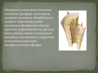 Koштана ћелија Никола Тадић