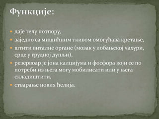  даје телу потпору,
 заједно са мишићним ткивом омогућава кретање,
 штити виталне органе (мозак у лобањској чахури,
срце у грудној дупљи),
 резервоар је јона калцијума и фосфора који се по
потреби из њега могу мобилисати или у њега
складиштити,
 стварање нових ћелија.
 
