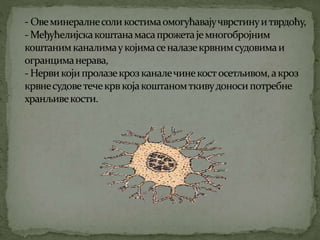 Koштана ћелија Никола Тадић