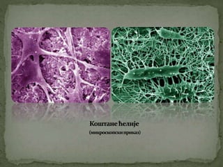 Koштана ћелија Никола Тадић