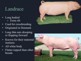 Swine Breeds in the United States & Abroad | PPTX
