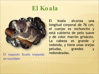 El koala alcanza una longitud corporal de 76 cm; el cuerpo es rechoncho y está cubierto de pelo suave y de color marrón grisáceo. La cabeza es grande y redonda, y tiene unas orejas peludas, grandes y redondeadas. El inquieto Koala trepando un eucalipto  El Koala 