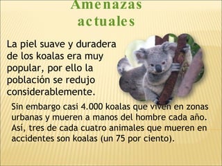 La piel suave y duradera de los koalas era muy popular, por ello la población se redujo considerablemente.  Amenazas actuales Sin embargo casi 4.000 koalas que viven en zonas urbanas y mueren a manos del hombre cada año. Así, tres de cada cuatro animales que mueren en accidentes son koalas (un 75 por ciento). 