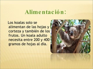 Alimentación: Los koalas solo se alimentan de las hojas y corteza y también de los frutos. Un koala adulto necesita entre 200 y 400 gramos de hojas al día. 