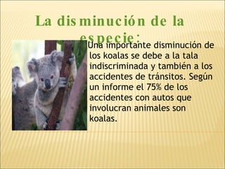 La disminución de la especie: Una importante disminución de los koalas se debe a la tala indiscriminada y también a los accidentes de tránsitos. Según un informe el 75% de los accidentes con autos que involucran animales son koalas. 