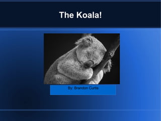 The Koala! By: Brandon Curtis  