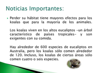 Perder su hábitat tiene mayores efectos para los koalas que para la mayoría de los animales.Los koalas viven en los altos eucaliptos -un árbol característico de países tropicales- y son exigentes con su comida.Hay alrededor de 600 especies de eucaliptos en Australia, pero los koalas sólo comen alrededor de 120. Incluso, los koalas de ciertas áreas sólo comen cuatro o seis especies.Noticias Importantes: