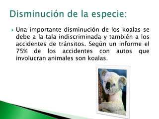 Una importante disminución de los koalas se debe a la tala indiscriminada y también a los accidentes de tránsitos. Según un informe el 75% de los accidentes con autos que involucran animales son koalas.Disminución de la especie: