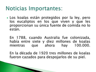 Los koalas están protegidos por la ley, pero los eucaliptos en los que viven y que les proporcionan su única fuente de comida no lo están.En 1788, cuando Australia fue colonizada, había entre siete y diez millones de koalas mientras que ahora hay 100.000.En la década de 1920 tres millones de koalas fueron cazados para despojarlos de su piel.Noticias Importantes: