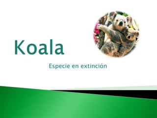 Koala Especie en extinción 