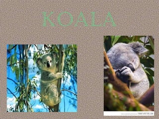 koala
 