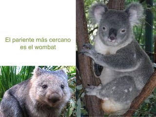 El pariente más cercano
es el wombat

 