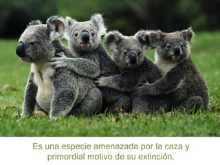 Es una especie amenazada por la caza y
primordial motivo de su extinción.

 