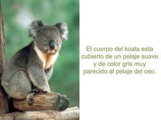 El cuerpo del koala esta
cubierto de un pelaje suave
y de color gris muy
parecido al pelaje del oso.

 