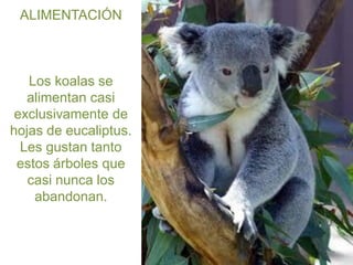 ALIMENTACIÓN

Los koalas se
alimentan casi
exclusivamente de
hojas de eucaliptus.
Les gustan tanto
estos árboles que
casi nunca los
abandonan.

 