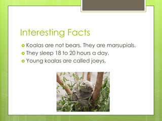 Interesting Facts
 Koalas

are not bears. They are marsupials.
 They sleep 18 to 20 hours a day.
 Young koalas are called joeys.

 
