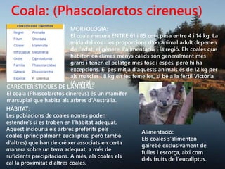 Coala: (Phascolarctos cireneus)
MORFOLOGIA:
El coala mesura ENTRE 61 i 85 cm i pesa entre 4 i 14 kg. La
mida del cos i les proporcions d'un animal adult depenen
de l'edat, el gènere, l'alimentació i la regió. Els coales que
habiten en climes menys càlids són generalment més
grans i tenen el pelatge més fosc i espès, però hi ha
excepcions. El pes mitjà d'aquests animals és de 12 kg per
als mascles i 8 kg en les femelles, si bé a la fèrtil Victòria
(Austràlia
CARECTERÍSTIQUES DE L’ANIMAL:
El coala (Phascolarctos cinereus) és un mamífer
marsupial que habita als arbres d'Austràlia.
HÀBITAT:
Les poblacions de coales només poden
estendre's si es troben en l'hàbitat adequat.
Aquest inclouria els arbres preferits pels
coales (principalment eucaliptus, però també
d'altres) que han de créixer associats en certa
manera sobre un terra adequat, a més de
suficients precipitacions. A més, als coales els
cal la proximitat d'altres coales.
Alimentació:
Els coales s'alimenten
gairebé exclusivament de
fulles i escorça, així com
dels fruits de l'eucaliptus.
 