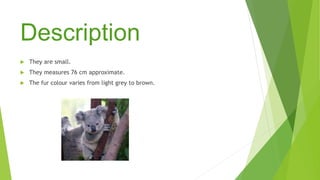 Description
 They are small.
 They measures 76 cm approximate.
 The fur colour varies from light grey to brown.
 