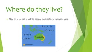 Where do they live?
 They live in the east of Australia because there are lots of eucalyptus trees.
 