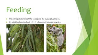 Feeding
 The principal aliment of the koalas are the eucalyptus leaves.
 An adult koala eats about 1/2 - 1 kilogram of leaves every day.
 