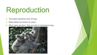 Reproduction
 The koala’s gestation lasts 35 days.
 Koala babies are known as 'joeys'.
 When joeys are born, they are only 2 centimetres long.
 